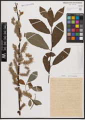 Foto von Salix caprea L. x Salix cinerea L.